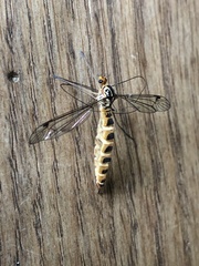 Nephrotoma dorsalis