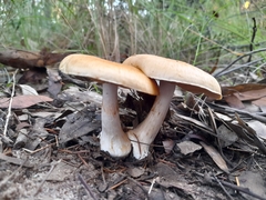 Phlegmacium lavendulense