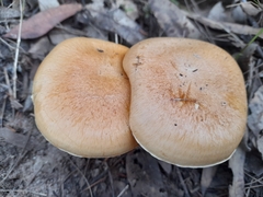 Phlegmacium lavendulense