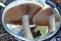 Phlegmacium lavendulense