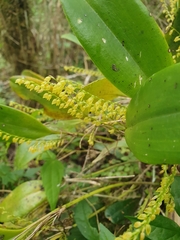 Stelis antillensis