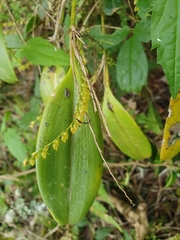 Stelis antillensis