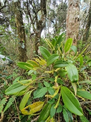 Stelis antillensis