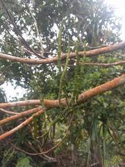 Korthalsella complanata