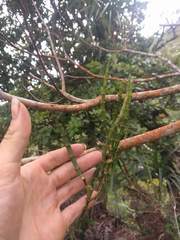 Korthalsella complanata