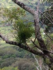 Korthalsella complanata