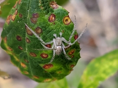 Larinia lineata