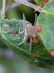 Larinia lineata