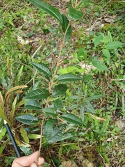 Allophylus crassinervis