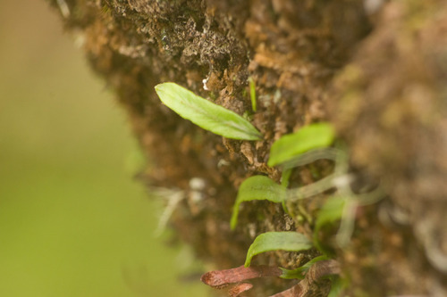 Kolokolo (Adenophorus tenellus)