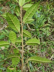 Allophylus crassinervis