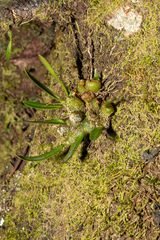 Bulbophyllum tuberculatum