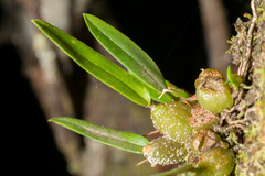 Bulbophyllum tuberculatum