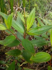 Melastoma septemnervium