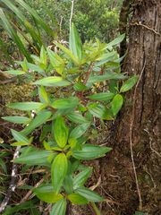 Melastoma septemnervium