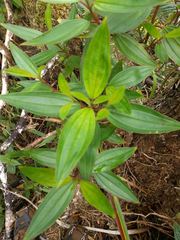 Melastoma septemnervium