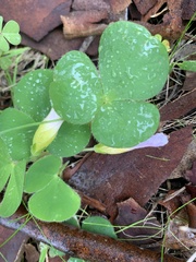 Oxalis purpurea
