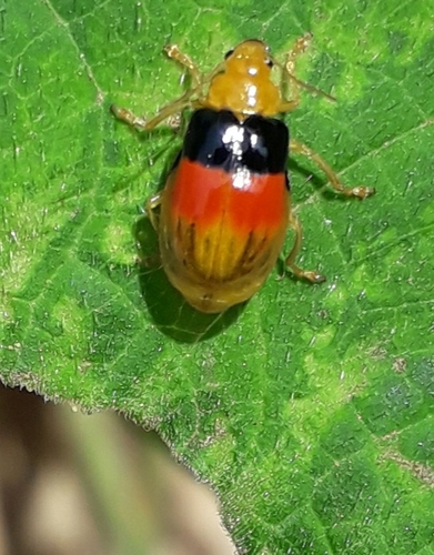 Diacantha duplicata