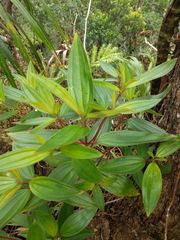 Melastoma septemnervium