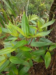 Melastoma septemnervium