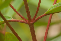 Melastoma septemnervium