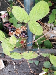 Rubus