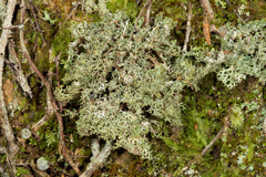 Pseudocyphellaria multifida