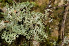 Pseudocyphellaria multifida