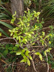 Alyxia stellata