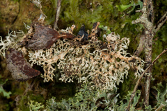 Pseudocyphellaria multifida