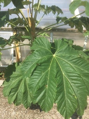 Tetrapanax