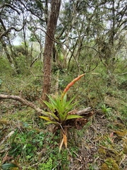 Tillandsia hotteana