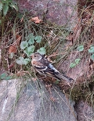 Fringilla montifringilla