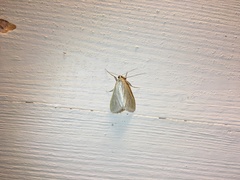 Loxostege turbidalis