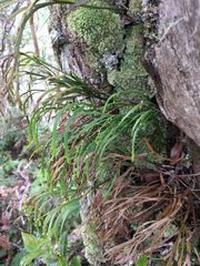 Psilotum complanatum