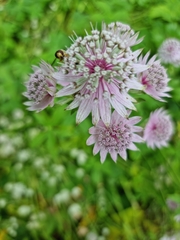 Astrantia major