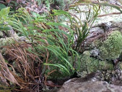 Psilotum complanatum