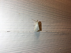 Loxostege turbidalis