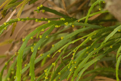 Psilotum complanatum