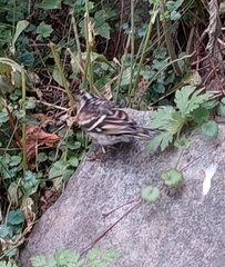 Fringilla montifringilla