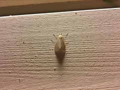 Loxostege turbidalis