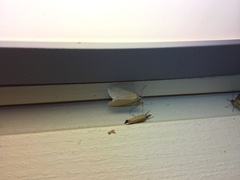 Loxostege turbidalis