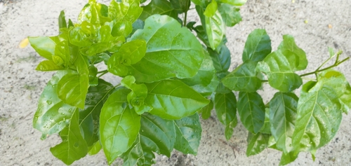 Premna serratifolia observed 2021-07-31