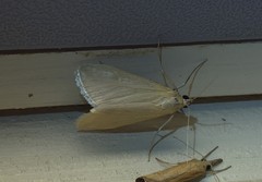 Loxostege turbidalis