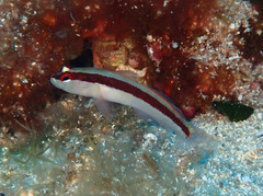 Gobius vittatus