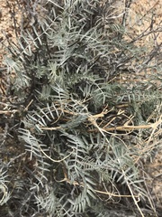 Astragalus bernardinus