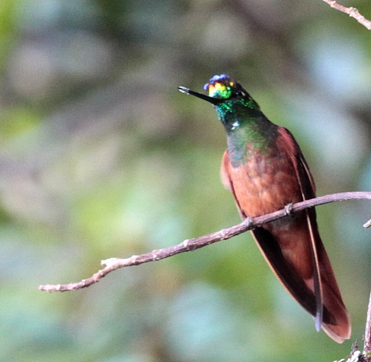 Coeligena iris image