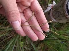 Paspalum scrobiculatum