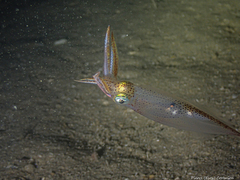 Alloteuthis