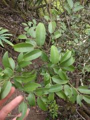 Diospyros sandwicensis